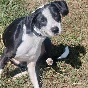 Enzo, Mixed Breed (Medium), adult, available for adoption