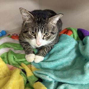 Jerry, adult, available for adoption
