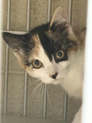 A calico cat with large green eyes looking directly at the camera, its head peeking through a metal cage