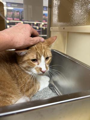 Bananas Foster, adult, available for adoption