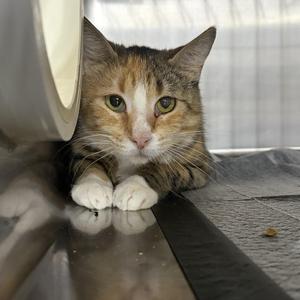 Abelina, adult, available for adoption