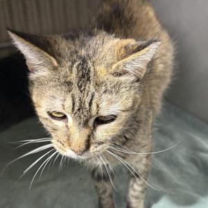 A tabby cat with a gray and brown coat, standing on a gray surface. The cat has long white whiskers and is looking downward with a calm expression. The background is slightly blurred, focusing on the cat's face and upper body.
