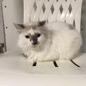 A fluffy white cat with gray markings on its face and ears is sitting on a white plastic chair. The cat has large, dark eyes and a slightly tilted head, giving it a curious expression. The background features a white lattice pattern.
