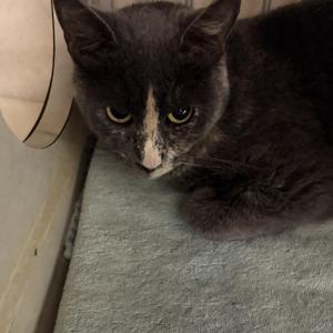 Pristine, adult, available for adoption