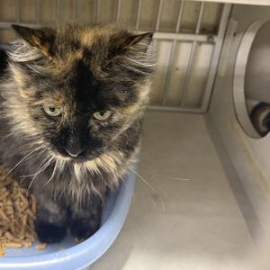 A tortoiseshell cat with green eyes sitting in a blue litter box filled with litter.