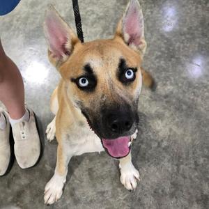 A tan and black dog with bright blue eyes, wearing a leash and looking up at the camera.