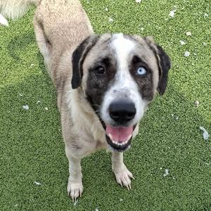 A dog with a white and brown coat, blue eyes, and a black nose is standing on green grass, looking up with its mouth open.