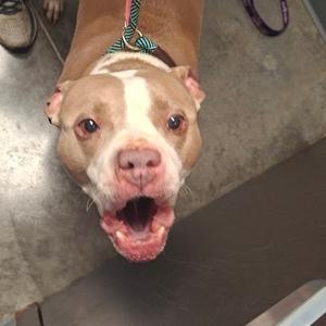 a brown and white dog with a blue collar and a leash, looking up with its mouth open