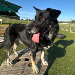 Darling, Shepherd, senior, available for adoption