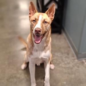 A brown and white dog with pointed ears and a happy expression, sitting on a concrete floor.