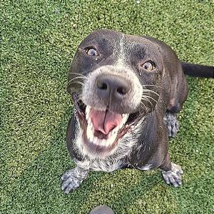 A happy black and white dog with a wide smile, sitting on green grass.