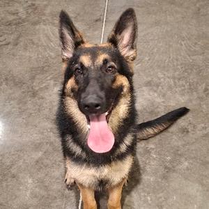 A German Shepherd dog with its tongue out, standing on a concrete floor.