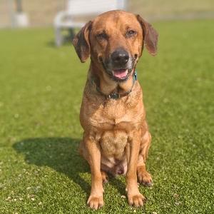 A brown dog sitting on a grassy field, looking at the camera with its mouth open and tongue out.