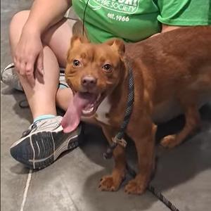Mary, Mixed Breed (Small), adult, available for adoption