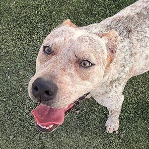 Buster, Shepherd, adult, available for adoption
