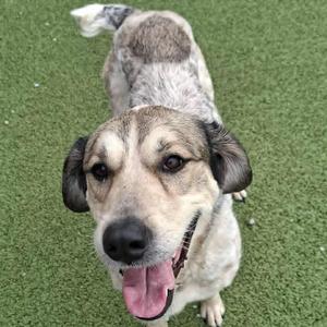 A medium-sized dog with tan and grey fur is looking up at the camera with its tongue hanging out, standing on a green surface.