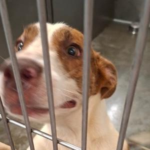 Oswald, Mixed Breed (Medium), adult, available for adoption