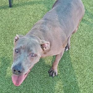 A gray dog standing on green artificial grass, looking up with its tongue out.