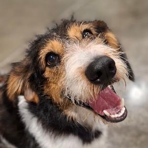 Carl, Terrier, adult, available for adoption
