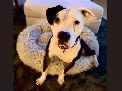 RAZZIE, Pit Bull Terrier, adult, available for adoption