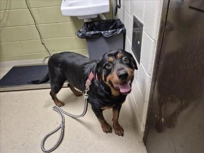 GEORGIA, Rottweiler, adult, available for adoption