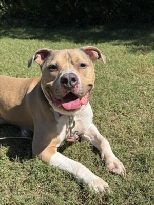 HAKU, Pit Bull Terrier, adult, available for adoption