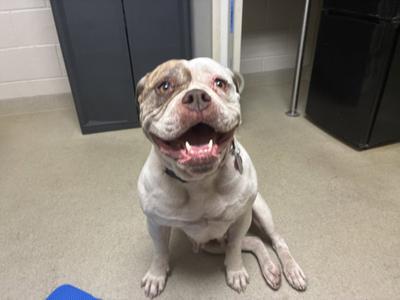 HARPER, American Bulldog, adult, available for adoption