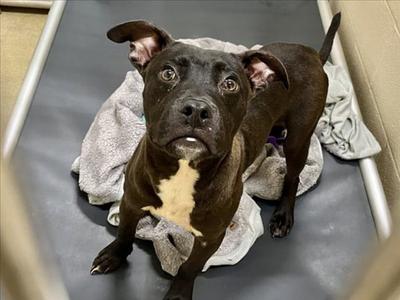 MILO, Pit Bull Terrier, young, available for adoption