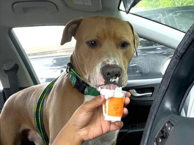 LUNTAY, Pit Bull Terrier, adult, available for adoption