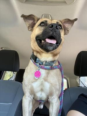 BENTLY**, Pit Bull Terrier, young, available for adoption