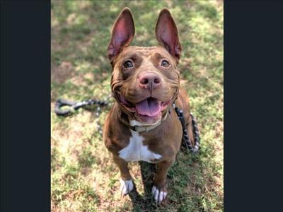 KOKO**, Pit Bull Terrier, adult, available for adoption