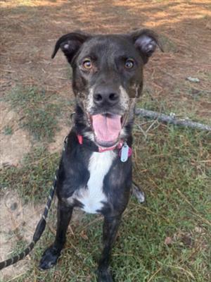 A black and white dog with a pink collar and tags, standing on grass with a stick in the background.
