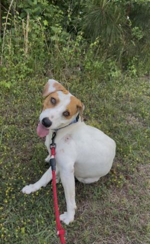 GOLDY, Hound, young, available for adoption