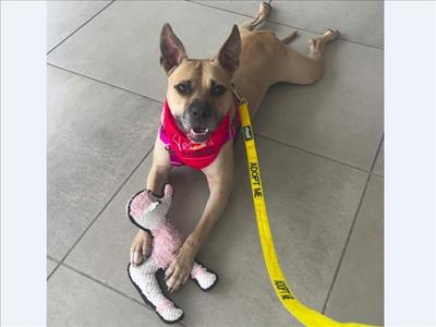 GATOR, Pit Bull Terrier, adult, available for adoption