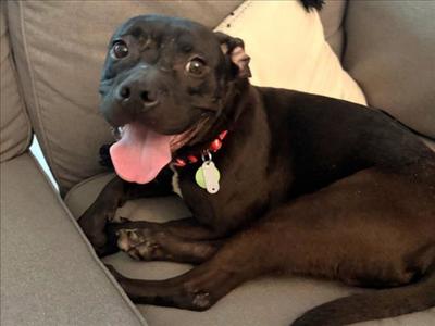 BOOGIE, Pit Bull Terrier, young, available for adoption