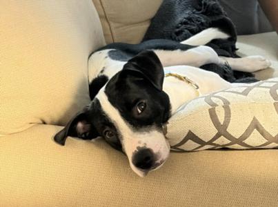 NORMAN, Hound / Pit Bull Terrier, adult, available for adoption