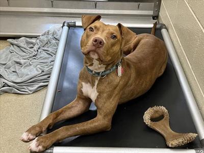 LANDON, Pit Bull Terrier, young, available for adoption