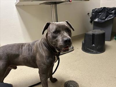 DRACO, Pit Bull Terrier, adult, available for adoption