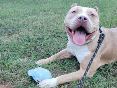 A happy pitbull dog lying on the grass with a blue toy