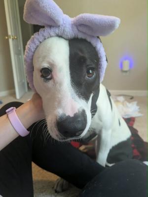 SWEETIE**, American Staffordshire Terrier, adult, available for adoption