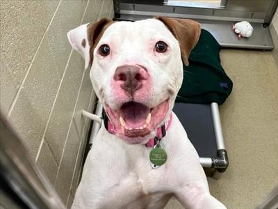 BROOKIE**, Pit Bull Terrier, adult, available for adoption