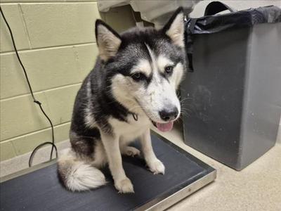 SAVANNAH, Husky, young, available for adoption