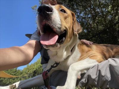CANELO, Anatolian Shepherd, adult, available for adoption