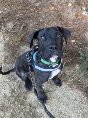A black dog with a green collar and a blue harness, sitting on a dirt path with dry leaves and grass around.