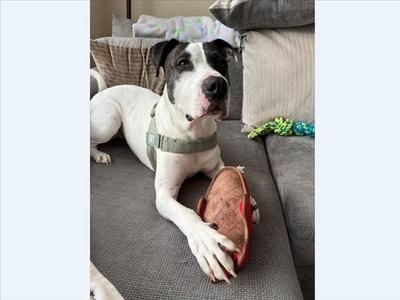 BENNY BOY, Pit Bull Terrier, adult, available for adoption