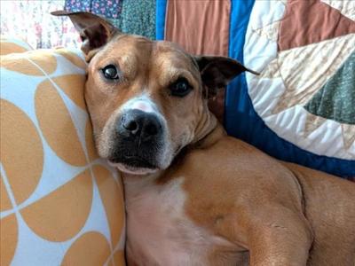 GLADYS, Boxer, adult, available for adoption