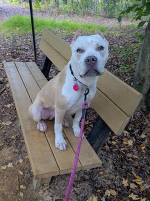 A white and tan dog sitting on a wooden bench in a park, wearing a pink leash and a collar with a pink tag.