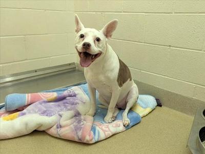 DAISY, Pit Bull Terrier, senior, available for adoption