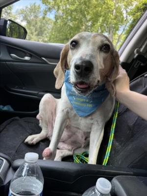 PATRICIA, Hound, senior, available for adoption