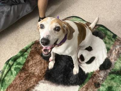 PATRICIA**, Hound, senior, available for adoption